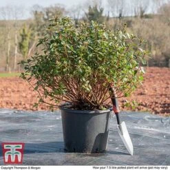 Rhododendron 'Rustica Pink' (Azalea Group) -Garden Glory Sales AZAL WKB9203 L