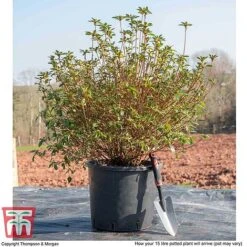 Rhododendron 'Rustica Pink' (Azalea Group) -Garden Glory Sales AZAL WKB9203 M