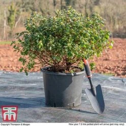 Rhododendron 'Rustica Hybrid Red' (Azalea Group) -Garden Glory Sales AZAL WKB9204 L