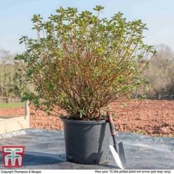 Rhododendron 'Rustica Hybrid Red' (Azalea Group) -Garden Glory Sales AZAL WKB9204 M