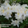Azalea 'Daviesii' -Garden Glory Sales AZAL DECIDDAVI W45025