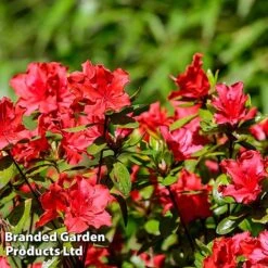 Azalea 'Japanese Red' 14 Azalea 'Japanese Red' -Garden Glory Sales AZAL JAPANRED L46444