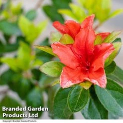 Azalea 'Japanese Red' 16 Azalea 'Japanese Red' -Garden Glory Sales AZAL STDJAPRED U39305