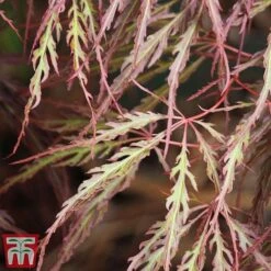 Acer Palmatum 'Crimson Queen' -Garden Glory Sales Acer crimson