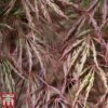 Acer Palmatum 'Crimson Queen' -Garden Glory Sales Acer crimson3