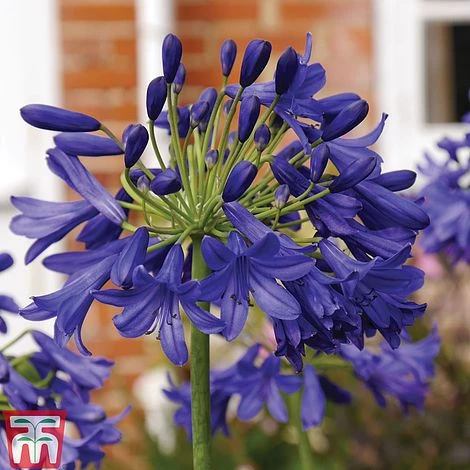 Agapanthus Duo Collection 4 Agapanthus Duo Collection - Image 2