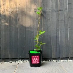 Alder Tree (Alnus Glutinosa) Grown By Cotswold Trees 7 Alder Tree (Alnus Glutinosa) Grown By Cotswold Trees -Garden Glory Sales Alder