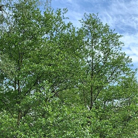 Alder Tree (Alnus Glutinosa) Grown By Cotswold Trees 4 Alder Tree (Alnus Glutinosa) Grown By Cotswold Trees - Image 2