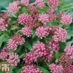 Asclepias Collection -Garden Glory Sales Asclepias Cind