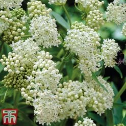 Asclepias Collection -Garden Glory Sales Asclepias Ice