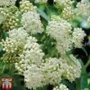 Asclepias Incarnata 'Ice Ballet' -Garden Glory Sales Asclepias Ice1