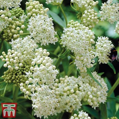 Asclepias Incarnata 'Ice Ballet' 3 Asclepias Incarnata 'Ice Ballet'