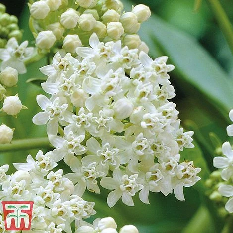 Asclepias Incarnata 'Ice Ballet' 4 Asclepias Incarnata 'Ice Ballet' - Image 2