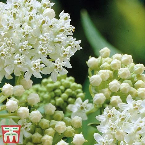 Asclepias Incarnata 'Ice Ballet' 5 Asclepias Incarnata 'Ice Ballet' - Image 3