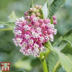 Asclepias Collection -Garden Glory Sales Asclepias Soul2