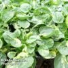 Barbarea Vulgaris 'Variegated Winter Cream' -Garden Glory Sales BARB 63898 A
