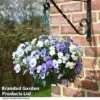 Viola 'Ocean Blues Collection' 1 Viola 'Ocean Blues Collection' -Garden Glory Sales BASK PREPLVIOL T49365