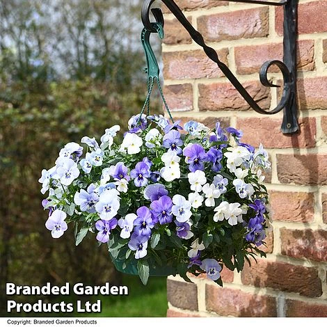 Viola 'Ocean Blues Collection' 3 Viola 'Ocean Blues Collection'