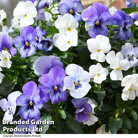 Viola 'Ocean Blues Collection' 4 Viola 'Ocean Blues Collection' - Image 2