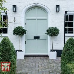 Laurus Nobilis (Standard) -Garden Glory Sales BAYT T44505 B