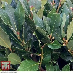 Laurus Nobilis (Standard) -Garden Glory Sales BAYT T44505 D