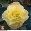Begonia 'Fragrant Falls Improved™ - Lemon Delight' 1 Begonia 'Fragrant Falls Improved™ - Lemon Delight' -Garden Glory Sales BEGO KB2774 A