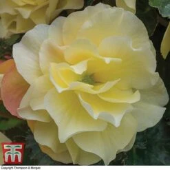 Begonia 'Fragrant Falls Improved™ - Lemon Delight' -Garden Glory Sales BEGO KB2774 C