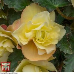 Begonia 'Fragrant Falls Improved™ - Lemon Delight' -Garden Glory Sales BEGO KB2774 D