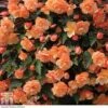 Begonia 'Fragrant Falls Improved™ - Apricot Delight' 1 Begonia 'Fragrant Falls Improved™ - Apricot Delight' -Garden Glory Sales BEGO T47320 A h