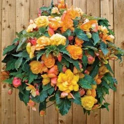 Begonia 'Fragrant Falls Improved™ - Apricot Delight' 8 Begonia 'Fragrant Falls Improved™ - Apricot Delight' -Garden Glory Sales BEGO T47320 C h