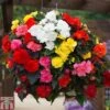 Begonia 'Nonstop Mixed' - Tubers -Garden Glory Sales BEGO T47418 A h