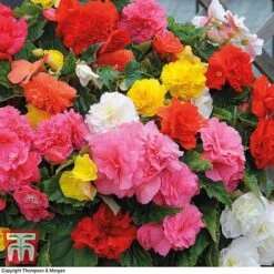 Begonia 'Nonstop Mixed' - Tubers -Garden Glory Sales BEGO T47418 B h2