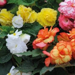 Begonia 'Majestic Mixed' -Garden Glory Sales BEGO T67458 B h