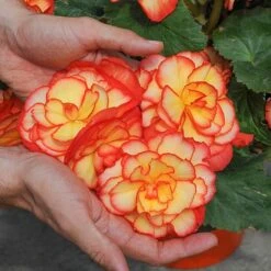Begonia 'Majestic Mixed' -Garden Glory Sales BEGO T67458 C