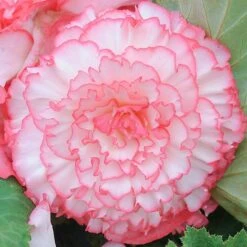 Begonia 'Majestic Mixed' -Garden Glory Sales BEGO T67458 D
