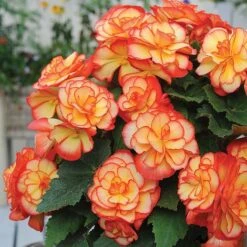 Begonia 'Majestic Mixed' -Garden Glory Sales BEGO T67458 E