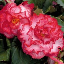 Begonia 'Majestic Mixed' -Garden Glory Sales BEGO T67458 F