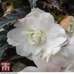 Begonia 'Nonstop Joy Mocca White' 7 Begonia 'Nonstop Joy Mocca White' -Garden Glory Sales BEGO TKA0102 A