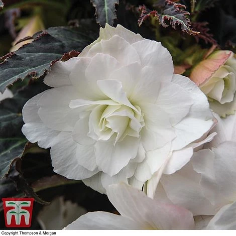 Begonia 'Nonstop Joy Mocca White' 5 Begonia 'Nonstop Joy Mocca White' - Image 3