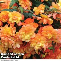 Summer Plant Collection 13 Summer Plant Collection -Garden Glory Sales BEGO APRISHADE T11008