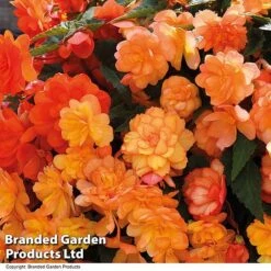 Summer Plant Collection 17 Summer Plant Collection -Garden Glory Sales BEGO APRISHADE T16296