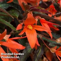 Begonia 'Bossa Nova Night Fever Papaya' -Garden Glory Sales BEGO NIGHTFEVE S39358