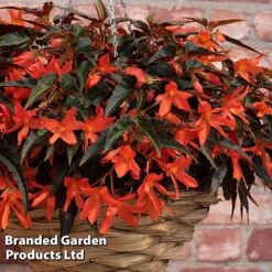 Begonia 'Bossa Nova Night Fever Papaya' -Garden Glory Sales BEGO NIGHTFEVE S39362