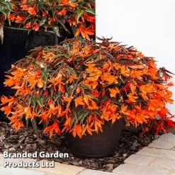 Begonia 'Bossa Nova Night Fever Papaya' -Garden Glory Sales BEGO NIGHTFEVE S39363