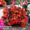 Begonia 'Bossa Nova Night Fever Papaya' -Garden Glory Sales BEGO NIGHTFEVE S39364
