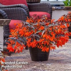 Begonia 'Bossa Nova Night Fever Papaya' -Garden Glory Sales BEGO NIGHTFEVE S39365