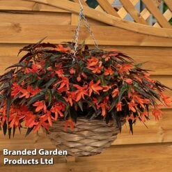 Begonia 'Bossa Nova Night Fever Papaya' -Garden Glory Sales BEGO NIGHTFEVE S39366
