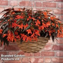 Begonia 'Bossa Nova Night Fever Papaya' -Garden Glory Sales BEGO NIGHTFEVE S39368