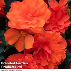 Begonia 'Nonstop Joy Mix' -Garden Glory Sales BEGO NONSTORAN T33810a