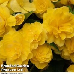 Begonia 'Nonstop Joy Mix' -Garden Glory Sales BEGO NONSTYELL T33813a